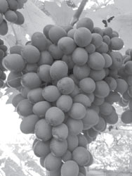 vinograd6